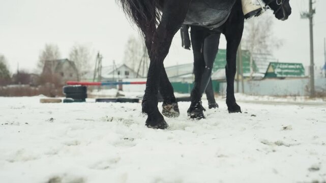 Trainer and horse performing coordinated trot. Closeup of equine hooves moving on snowy village path. Rider and handler engaged in synchronized trotting session on snowcovered village street