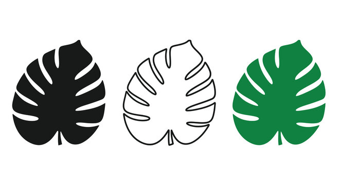 Three monstera leaves in varying colors black white and green