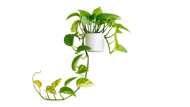Green pothos plant in white pot trailing vines with variegated leaves, isolated on transparent background