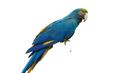 Blue and yellow macaw parrot perched, isolated on transparent background © Maria
