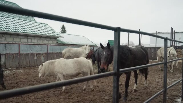 Horses and sheep in paddock, gentle tandem socialization scene with black mare and fluffy white sheep beside metal fence, muddy ground and weathered barn roof under overcast sky, observational farm
