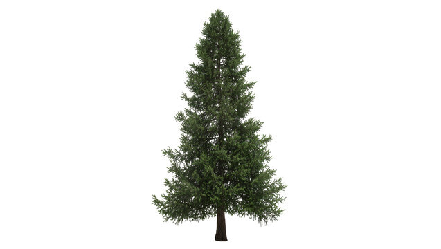 Tall evergreen conifer tree with dense green foliage, isolated on transparent background