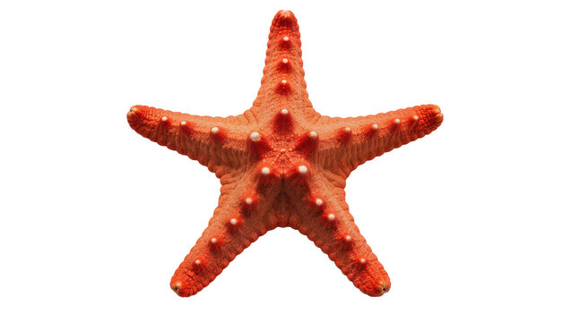Orange starfish with white bumps, isolated on transparent background