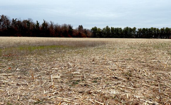 Dried up corn field and overcast sky