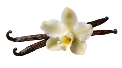 Delicate white vanilla orchid bloom with dark brown vanilla beans, isolated on transparent background © Maria