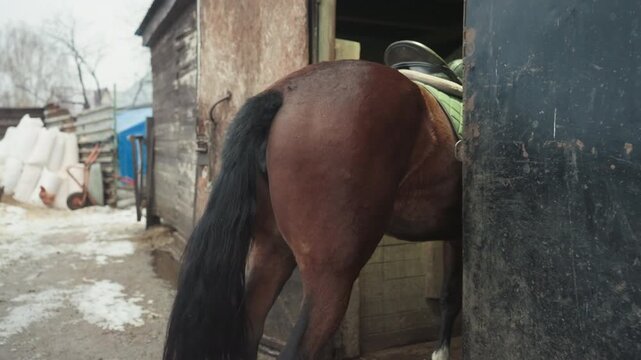 Brown horse backing into rustic stable doorway, winter yard with snow patches, worn wooden doorframe, black tail swaying, leather saddle visible, muddy ground, closeup hindquarters entering stall,
