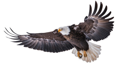 Fototapeta premium Majestic bald eagle with spread wings in flight, isolated on transparent background
