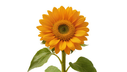 Obraz premium Bright orange sunflower with green center and leaves, isolated on transparent background