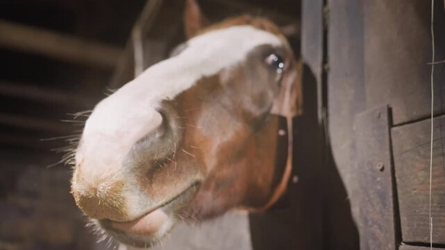 Curious horse nose peeking from stable closeup of brown muzzle with whiskers, dust motes, warm sunlight on coat, gentle snort and hayscented air creating intimate barn atmosphere.