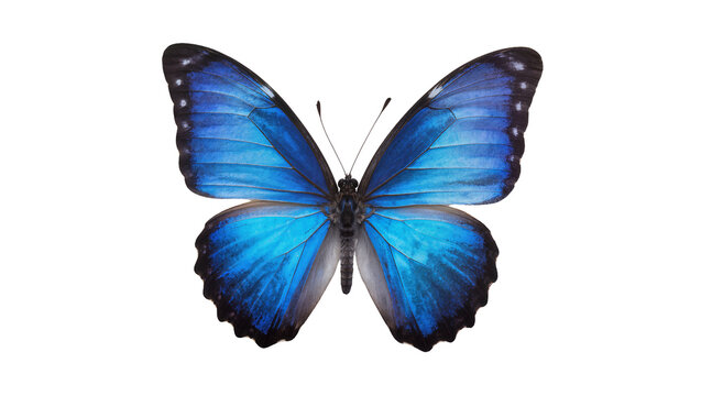 Vibrant blue morpho butterfly with detailed wing patterns, isolated on transparent background