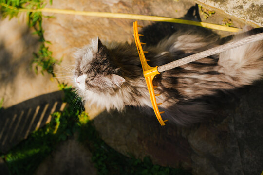 Grooming cat with rake on spring day 