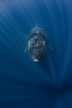 
Humpback Whale
