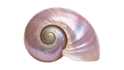 Obraz premium Iridescent spiral seashell with pearly pink and blue hues, isolated on transparent background