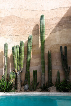 Cactus, sandstone, shadow and water