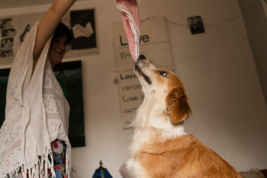 Playful Tug-of-War with Beloved Pet