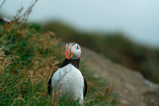 Close up portrait of a puffin on the cliff in Iceland 