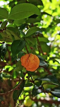 Orange Surinam Cherry Fruit Growing on Tree Branch