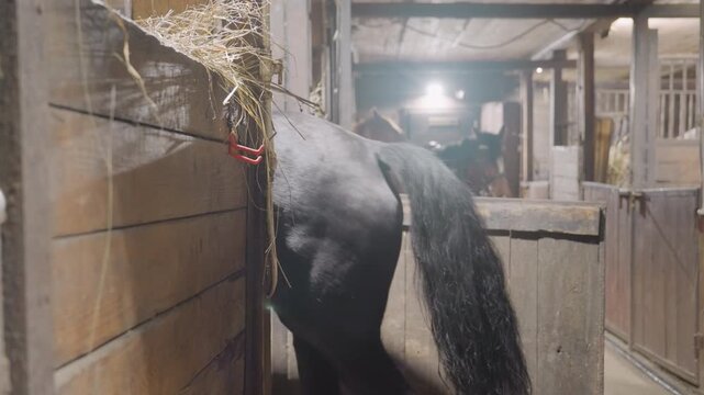 Black horse exploring wooden stable stall, sniffing garland, rubbing against wall, turning tail, backing through low door, warm grainy light, rustic barn atmosphere, quiet exploratory mood