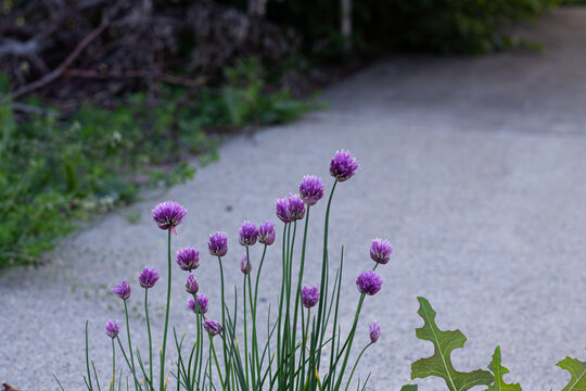 Back Alley Onion Chives And Purple Blossoms 