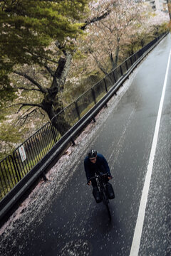 Cycling in Japan when the cherry blossoms are in bloom