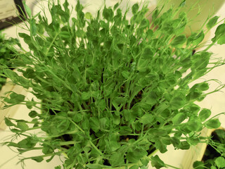 Fototapeta premium Green pea plant with dense foliage and numerous tendrils growing in a black pot on a light-colored surface, showcasing healthy growth and vibrant leaves
