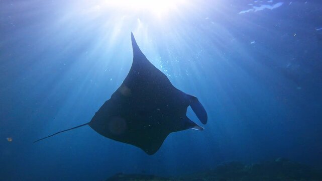 Manta Ray Swimming Gracefully Over Coral Reef in Blue Ocean
