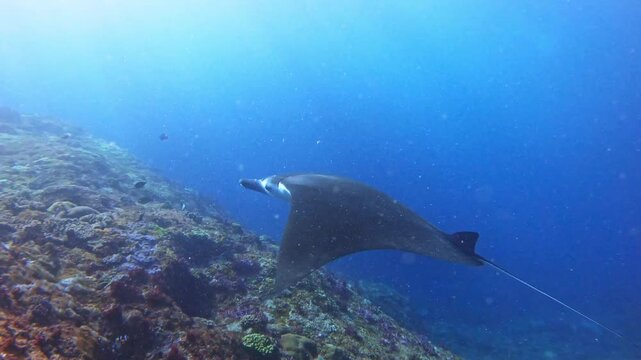 Manta Ray Swimming Over Coral Reef in Clear Blue Ocean