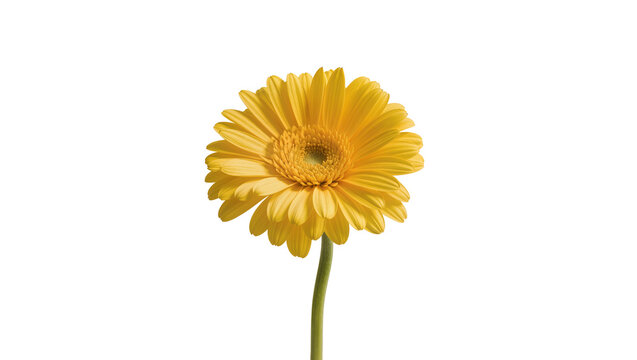 Bright yellow Gerbera daisy flower with green stem, isolated on transparent background
