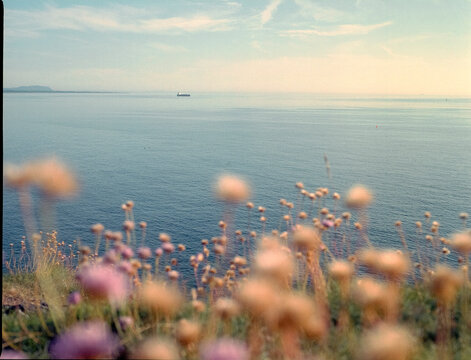 Wild coastal flowers with sea view