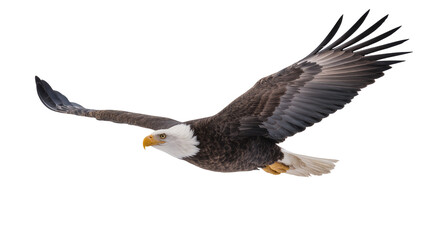 Naklejka premium Majestic bald eagle with spread wings soaring, isolated on transparent background