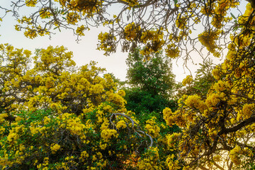 Fototapeta premium Beautiful blooming Yellow Golden trumpet tree or Tabebuia aurea roadside of the Yellow that are blooming with the park in spring day in the garden and sunset sky background in Thailand.