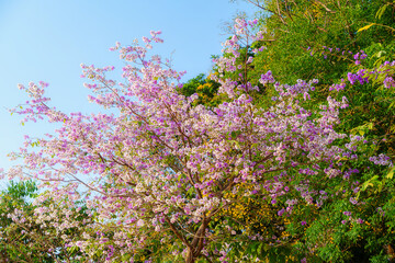 Obraz premium Beautiful Pink Chompoo Pantip blossom flowers are blooming with the park in spring day in the garden and summer blue sky background in Thailand.