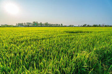 Fototapeta premium Scenic view landscape of Rice field green grass with field cornfield or in Asia country agriculture harvest with fluffy clouds blue sky sunset evening background.