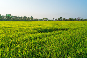 Fototapeta premium Scenic view landscape of Rice field green grass with field cornfield or in Asia country agriculture harvest with fluffy clouds blue sky sunset evening background.