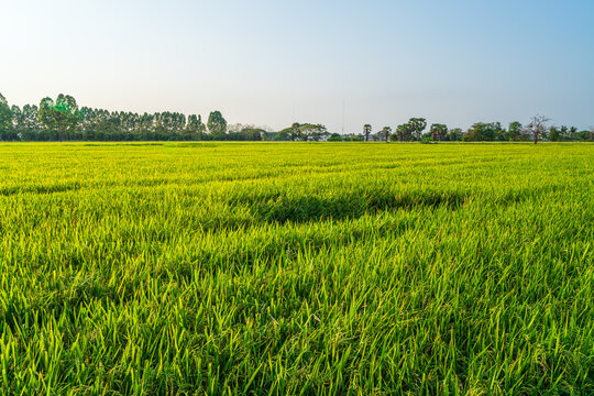 Scenic view landscape of Rice field green grass with field cornfield or in Asia country agriculture harvest with fluffy clouds blue sky sunset evening background.