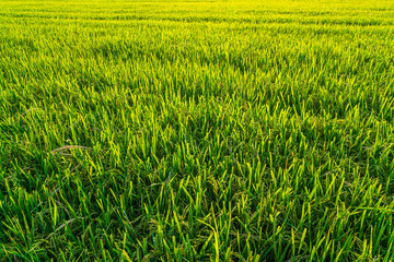Fototapeta premium Scenic view landscape of Rice field green grass with field cornfield or in Asia country agriculture harvest with fluffy clouds blue sky sunset evening background.