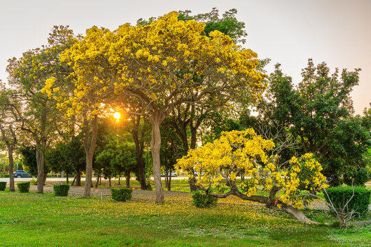 Beautiful blooming Yellow Golden Tabebuia Chrysotricha flowers of the Yellow Trumpet that are blooming with the park in spring day in the garden and sunset sky background in Thailand.