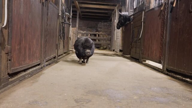 Curious pig explores. Piglet examines stable surroundings carefully. Young pig investigates barn corridor with curiosity. Adventurous piglet walks along barn aisle inspecting environment thoroughly