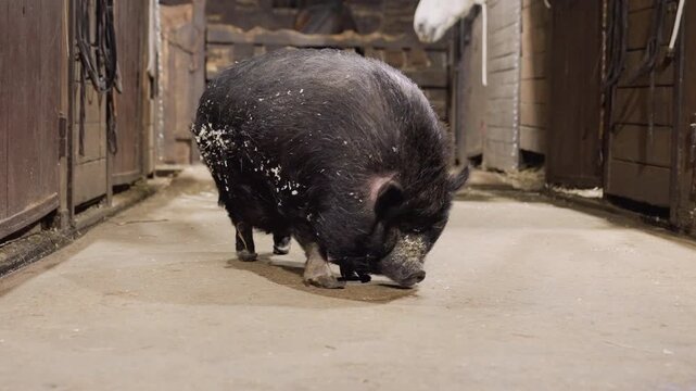Energetic pig cleans aggressively. Closeup shows pig forcefully flicking shavings during grooming session. Detailed shot of pig enthusiastically shaking off shavings through swift grooming movements