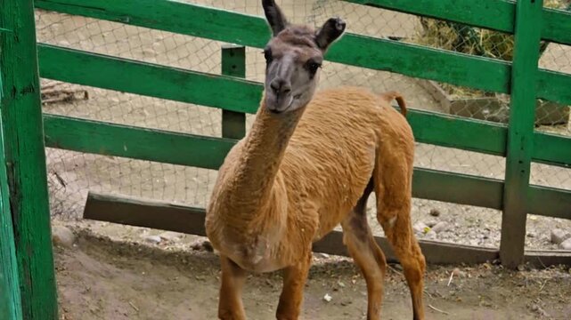 Curious Brown Llama Standing in Enclosure at a Zoo or Farm with Green Wooden Fence