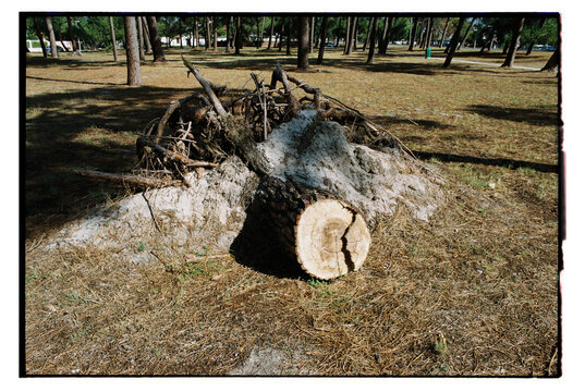 Tree stump