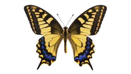 Yellow and black butterfly with blue markings, isolated on transparent background © Corotaev