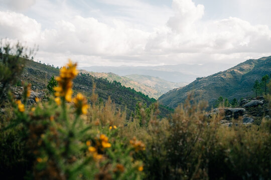 Stunning Valley Landscape With Vibrant Wildflowers in the Foreground