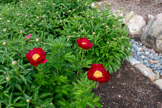 red peonies and blossoms