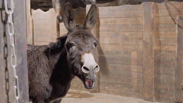 Donkey in wooden stable braying loudly, shaggy gray equine peeks from stall, mouth open showing teeth, expressive ears, chain on doorway, sunlit rustic barn walls, candid portrait capturing comical