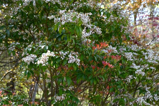 Japanese andromeda flowers. Ericaceae evergreen shrub. Blooms numerous urn-shaped white or pink flowers in spring. It is a poisonous plant containing acevodoxin.
