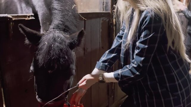 White woman feeding black horse at stable, handson horsemanship lesson shows petting, offering bucket, halter handling and trust building frames portray caretaker role, trainer guidance, gentle