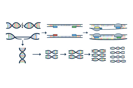 PCR Amplification Cycle Diagram Illustrating Denaturation, Annealing, and Extension Stages with DNA Helix, Primers, and Polymerase Enzyme for Molecular Biology and Genetic Research Education