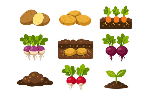 Flat Vector Illustration Set of Root Vegetables and Farming Icons Featuring Potatoes, Carrots, Radishes, Beets, and Turnips Growing in Soil, Plus a Fresh Green Sprout and Earth Piles.
