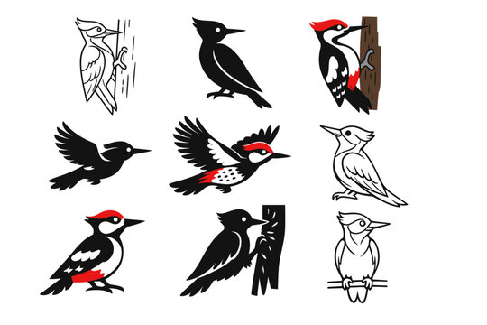 Set of stylized woodpecker bird illustrations in various poses including flying and perched, featuring outline, silhouette, and colored vector icons for nature, wildlife, and forest designs.